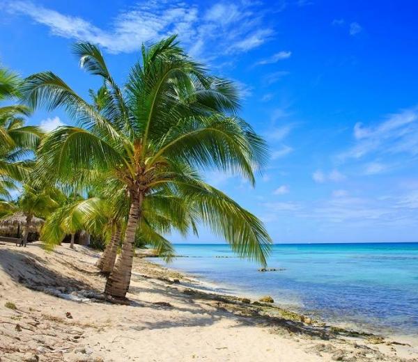 Mit Princess Cruises einen Karibik Strand mit schönen großen Palmen entdecken. Jetzt buchen!