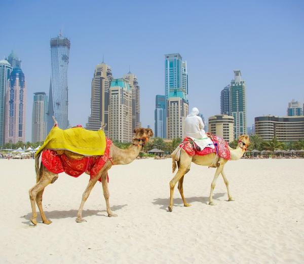 Eine Weltkreuzfahrt führt sich auch nach Dubai, wo Sie am Strand auf Kamelen reiten und die Stadt sehen können. 